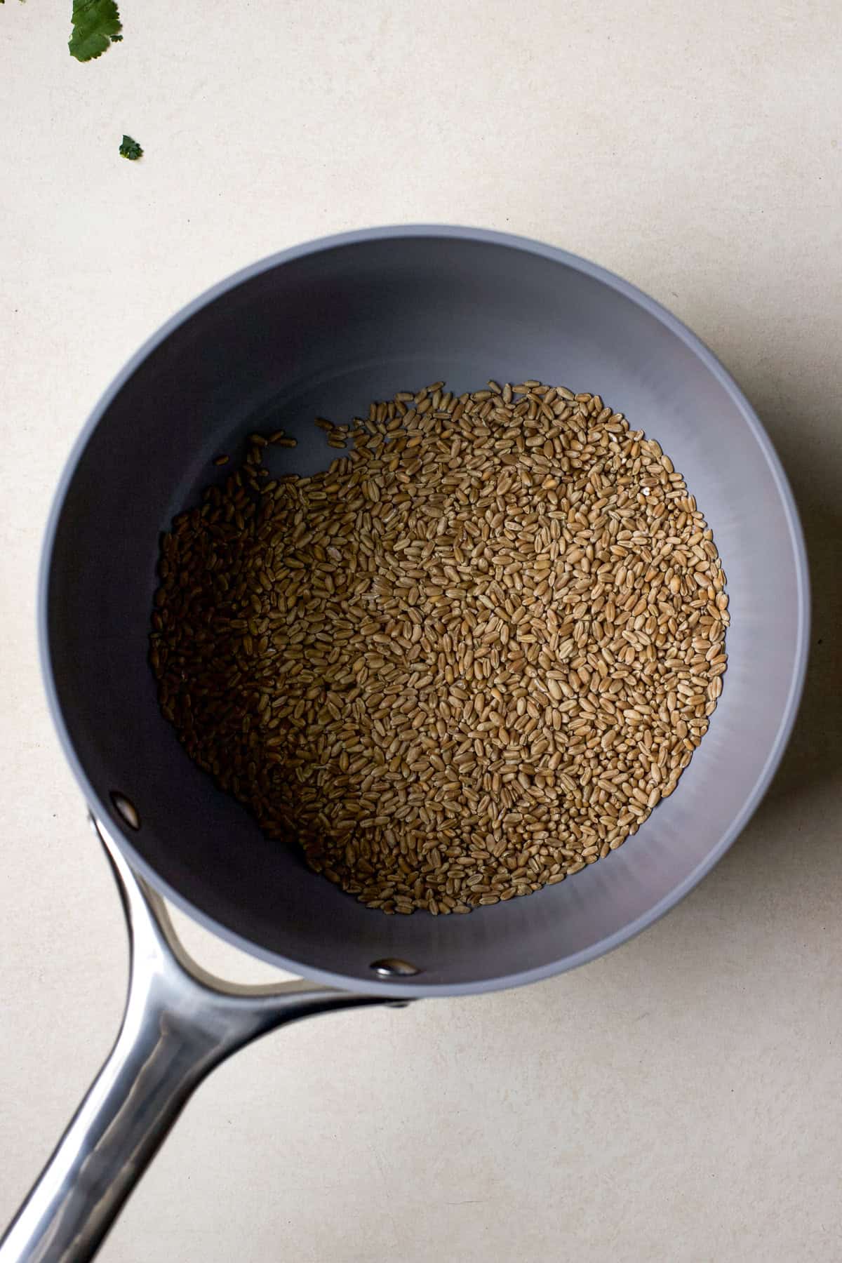 Toasting wheat berries in a pot before boiling.